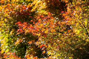Details of the leaves of a Japanese maple during autumn with the characteristic red, yellow and brown colors of that time.