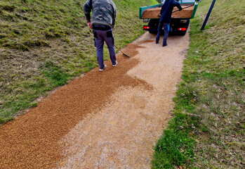compressing the gravel of the new park threshing path. lawn seed is repaired by rolling a metal...