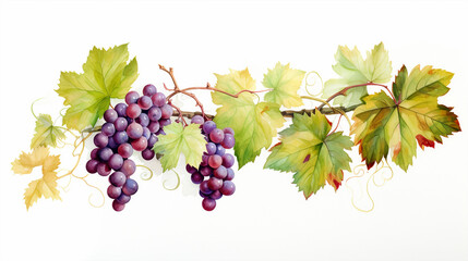 Grape leaves and grape vines on a white background,water color. - obrazy, fototapety, plakaty