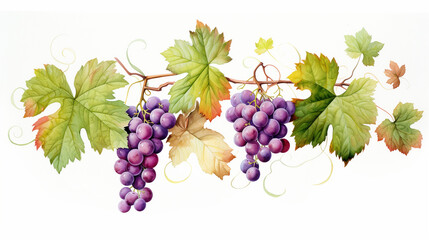 Grape leaves and grape vines on a white background,water color.