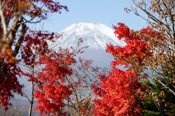 View of Mount Fuji from Chureito Temple surrounded by red maples in autumn.