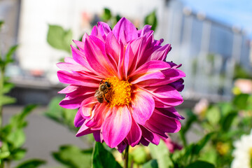 Fototapete bei efototapeten.de bestellen   