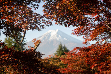 View of Mount Fuji from Chureito Temple surrounded by red maples in autumn.