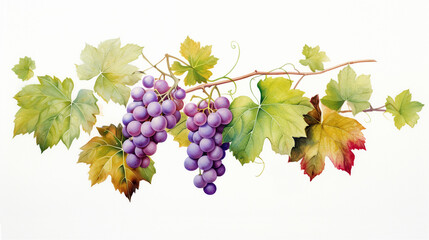 Grape leaves and grape vines on a white background,water color.