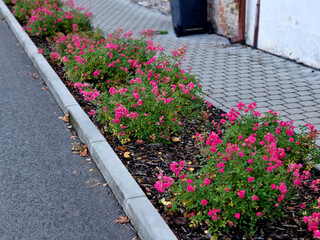 Ground cover roses are characterized by compact low growth. The shoots may be upright at first, but...