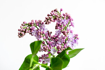 Close up of a group of fresh small blue flowers of Syringa vulgaris (lilac or common lilac) in front of a white wall in a room, floral background photographed with soft focus.