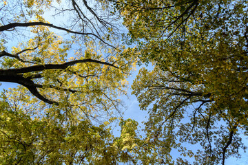 Obraz premium Different trees with green, yellow, orange and brown leaves towards clear blue sky in a garden during a sunny autumn day.