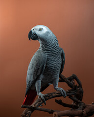 Portrait of African Grey parrot Psittacus erithacus. Funny bird on branch on brown background. High quality vertical photo