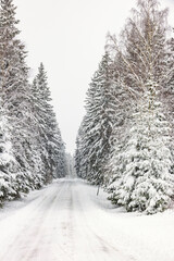 Slippery Winter road in a woodland