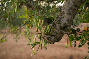 Carob trees and their green fruits on the island of Ibiza during the summer.