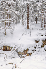 Snowy woodland a cold winter day in the wilderness
