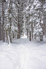 Footprints in the snow in a wintry forest