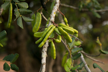 Obraz premium Carob trees and their green fruits on the island of Ibiza during the summer.
