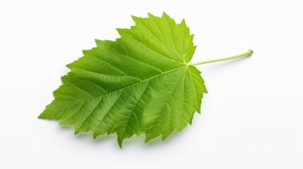 grape leaf on white background