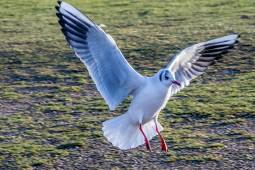 Safe landing