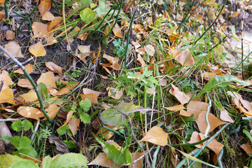 fallen leaves on the ground in the autumn forest, natural background