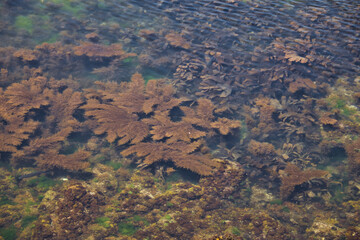 Detail of different types of algae near the coast of the Atlantic Ocean, some of which are invasive. Concept algae, sea, ocean, invasive species.