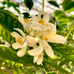 Fototapeta na wymiar Lemon flowers on the tree in summer indoor garden or greenhouse. Close-up.