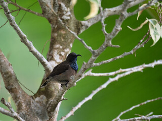 Seychelles sunbird, colibri, Humming bird on Indian laurel tree branch, green background, Mahe Seychelles 16
