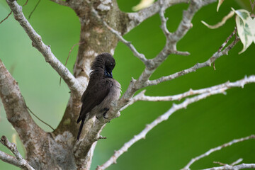 Seychelles sunbird, colibri, Humming bird on Indian laurel tree branch, green background, Mahe Seychelles 14