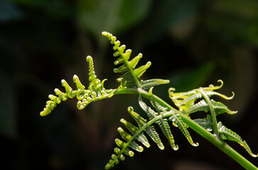 Wonderful shape of new leaf of fern in light