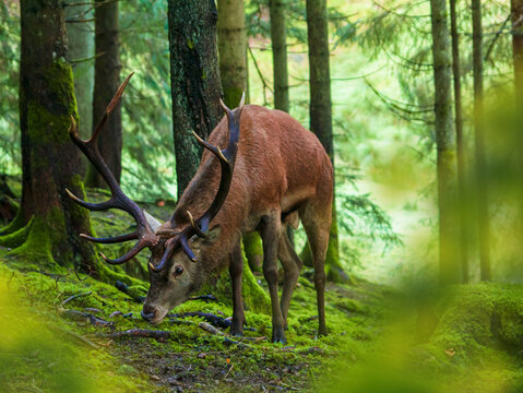 Hirsch im Wald