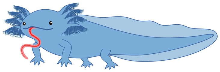 生きたイトミミズの餌を食べている青いウーパールーパーのイラスト