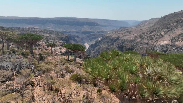 Dragon Trees Over Canyons Revealed Diksam Plateau In Socotra Island, Yemen. Aerial Drone Shot