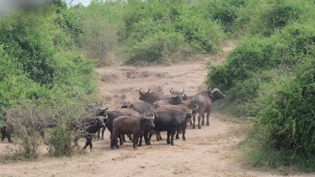  Queen Elizabeth Park, Uganda - A Cluster of Water Buffalo at the Canal's Shoreline - Handheld