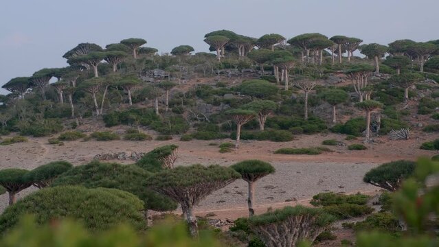 Dense Dragon's Blood Trees In Firmhin Forest, Socotra Island, Yemen. Handheld