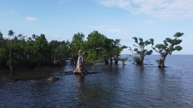 coastal mangrove tree forest on sea shore flooded with saltwater on high tide