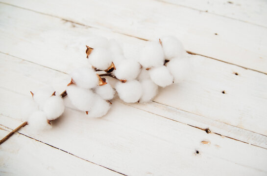A branch with white cotton flowers on a white wooden background.Mother's Day and Valentine's Day. Space for text. Wedding. Tenderness and purity.