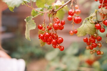 Rote Johannisbeere im Garten. Nahaufnahme mit Pflanze. Hochformat