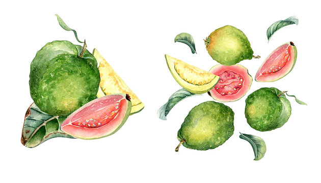 Set of whole guava and slices, leaves levitation watercolor illustration isolated on white. Tropical fruit, pink, yellow pulp guajava hand drawn. Design for packaging, label, kitchen utensil