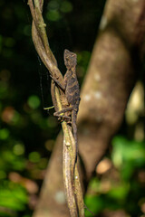 Brown lizard on a branch