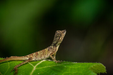 Brown lizard on green leaf