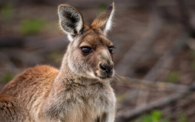 Naklejka na ściany i meble A curious kangaroo peeking out of its pouch 