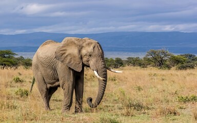 Fototapeta na wymiar A majestic elephant trumpeting in the wild