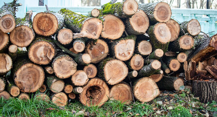 a pile of freshly cut trees