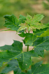 leaves of grapes