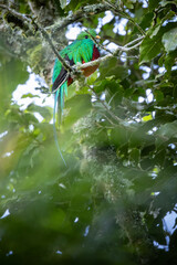 The resplendent quetzal in the beautiful nature habitat. Amazing bird full of colours. Costa Rican wildlife and nature pictures. Symbol of Costa Rica. Pharomachrus mocinno.
