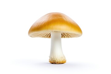 Mushroom isolated on White