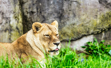 Fototapeta premium Close-up portrait of a lion. Female lion in the grass of the African savannah. Big eyes watchfully look at mother