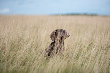 Adorable dachshund puppy playing in the grass