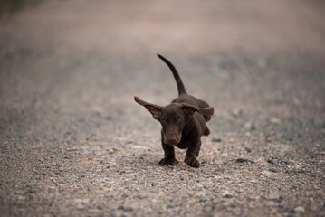 Dachshund puppy running on a dust road