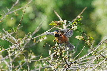 varied tit on a japanese snowball tree