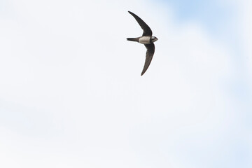 Alpengierzwaluw, Alpine Swift, Apus melba