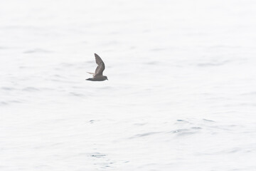 Ashy Storm Petrel, Oceanodroma homochroa