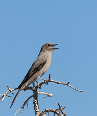 Townsend's Solitaire, Myadestes townsendi