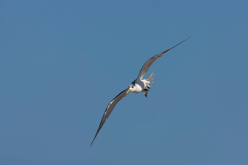 Greater Crested Tern, Thalasseus bergii